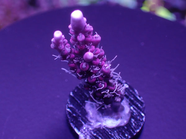 Acro Confettie Pink  No.170