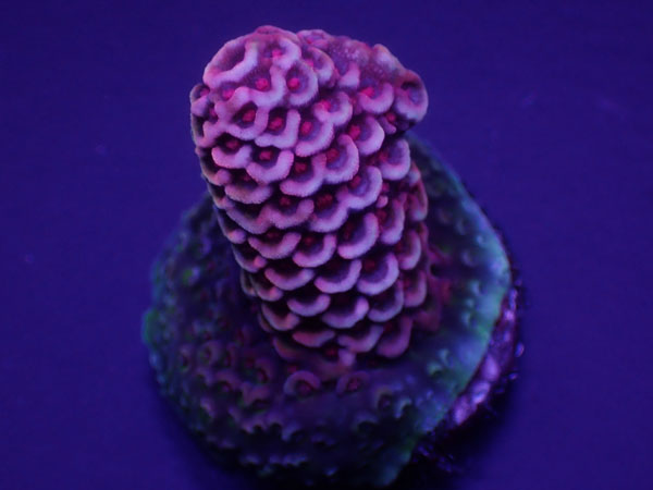 Aus Acro Spathulata Purple  No.175