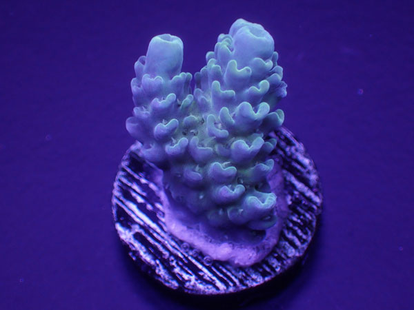 Aus Acro Anthocersis Gold Antho  No.179