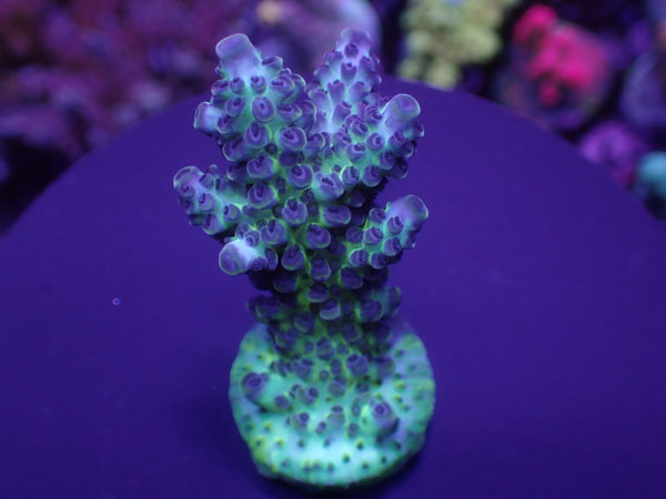 Aus Acro Sp. ULTRA  No.190