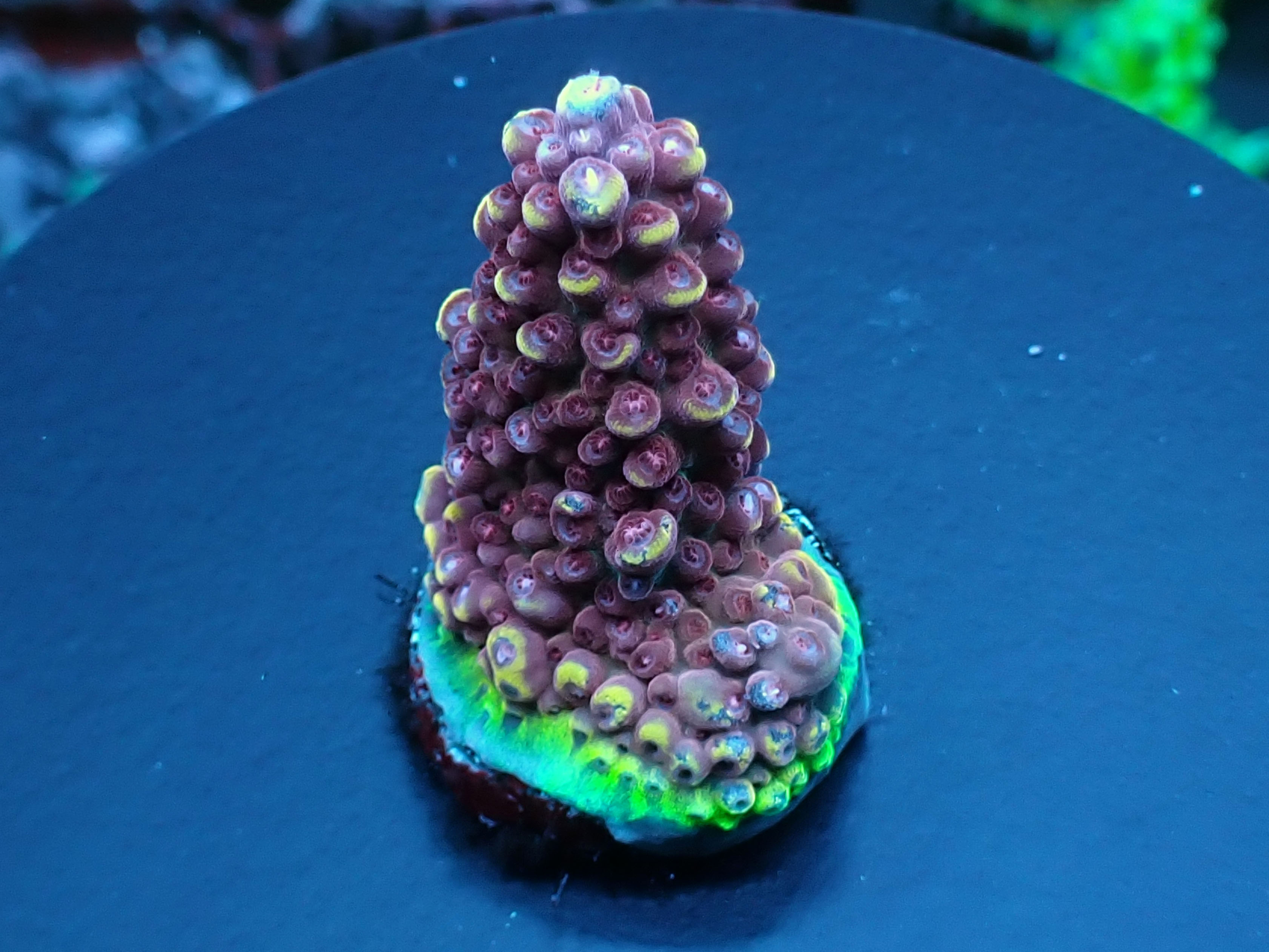 Aus Acro Sp. Pink stag  No.201