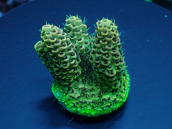 Acro Millepora-Rainbow- No.203