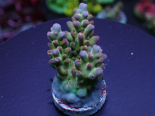 Aus Cairns Acro Sp.-Snow Dragon - No.212