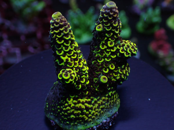 Aus Acro Spathulata -Gold/Redpolyp - No.215