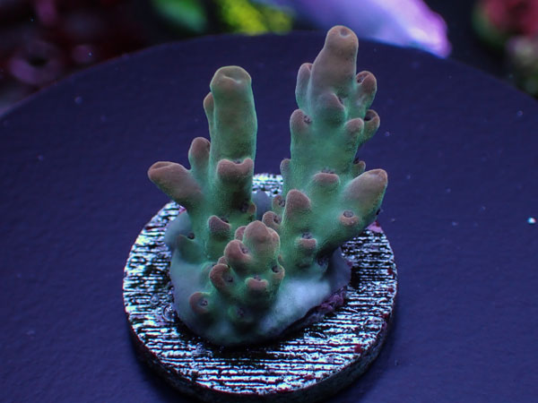 Aus Acro Sp. -Pink - No.216