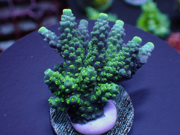 Aus Acro Horrida-Purple - No.220