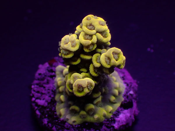 Acro Tenuis-Hologram - No.221