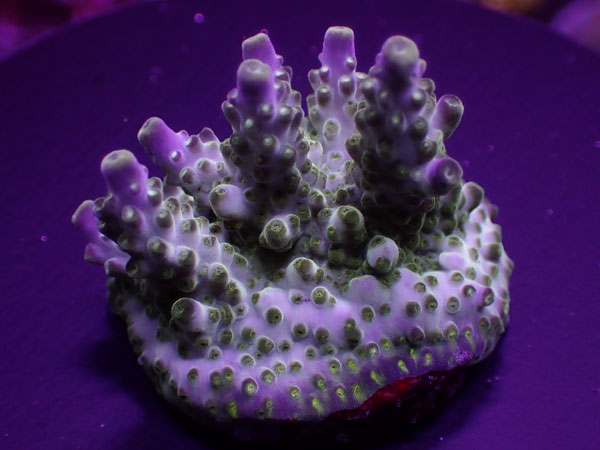 SR Acro Green&Purple Meanie No.223