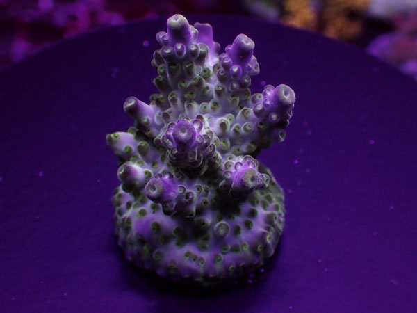 SR Acro Green&Purple Meanie No.224