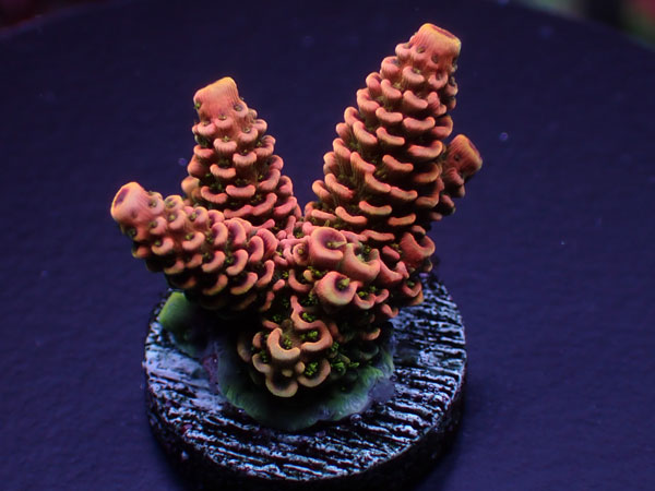 Acro Millepora-Sunset Mille-　 No.240