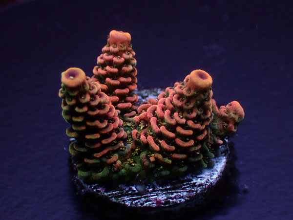 Acro Millepora-Sunset Mille-　 No.241