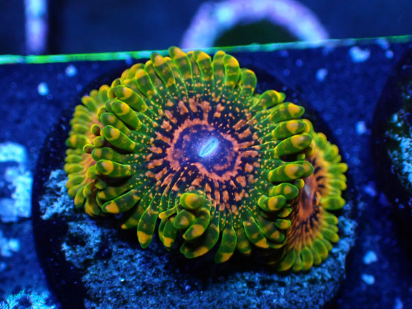 US Zoa  Grand Master Krakatoa フラグ販売　No.03