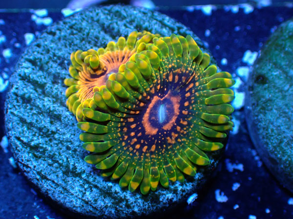 US Zoa  Grand Master Krakatoa フラグ販売　No.06