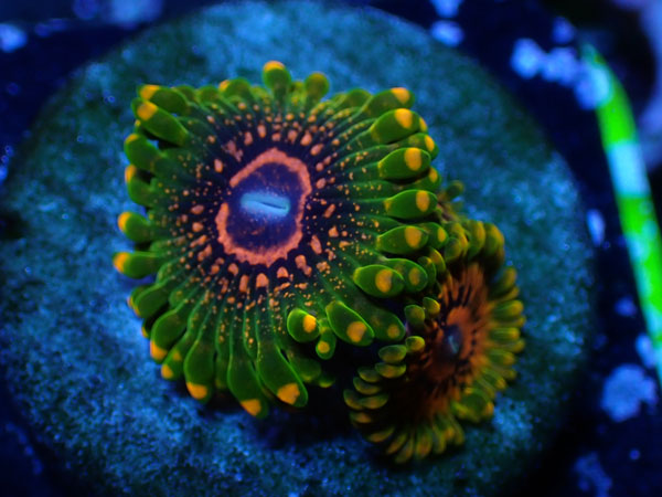 US Zoa  Grand Master Krakatoa フラグ販売　No.09