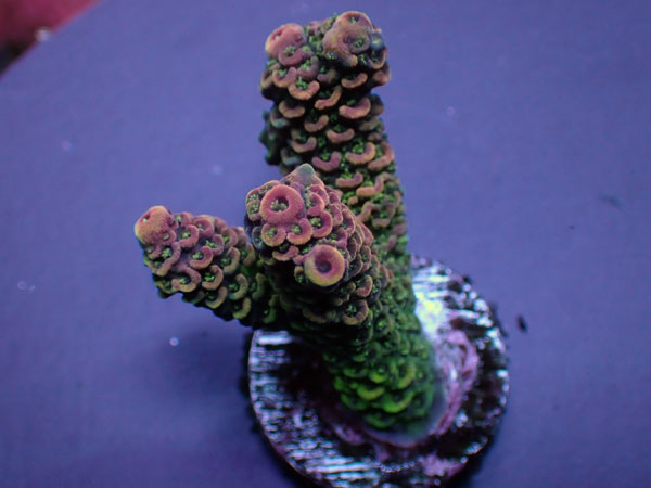  Indo Acro Millepora-Rainbow-  No.304