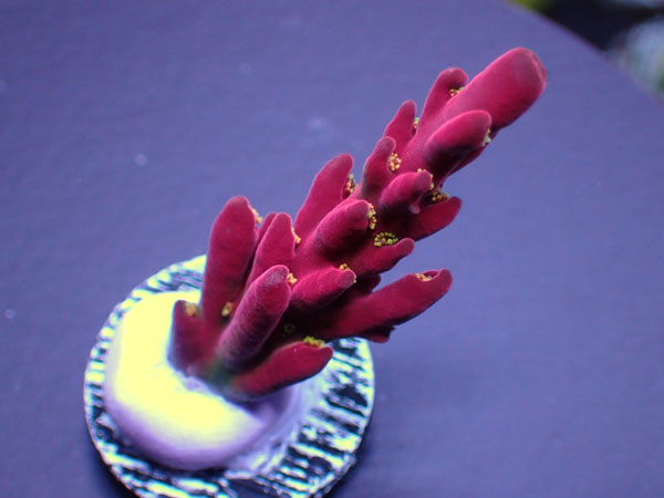 UCA Cherry Blossom-Acro Rosaria-No.307