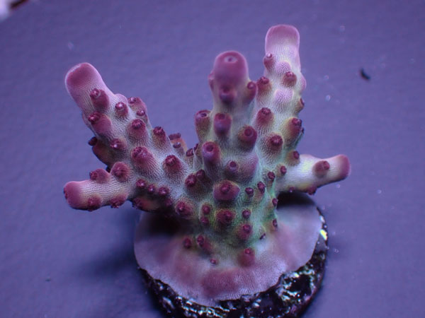 Indo Acro Sp.-Special Smooothkin-  No.317