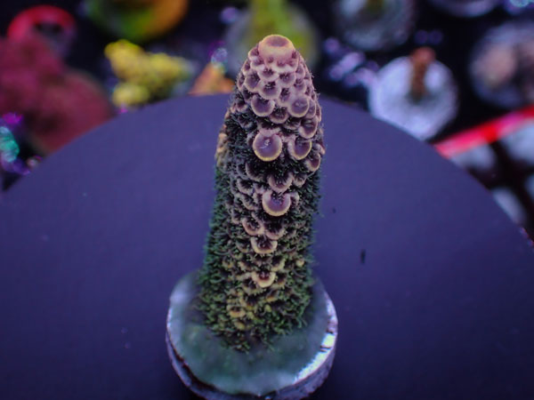 Aus Cairns Acro Spathulata-Purple Rainbow-  No.318