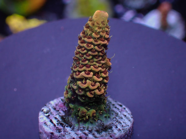 Central coral Heat Ball  No.322
