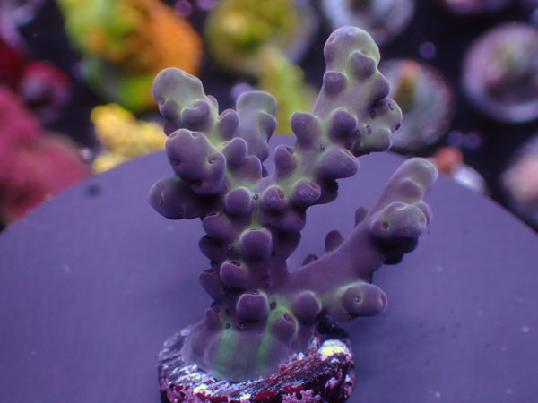 Aus Cairns Acro Loripes-Purple-  No.347