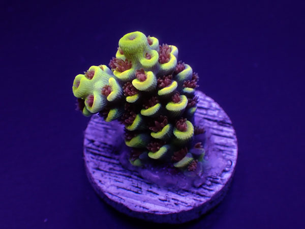 【単品販売】Indo Acro Tenuis-Burning BANANA Tenuis- No.408