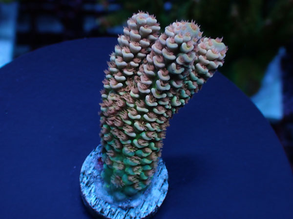 【単品販売】Indo Acro Tenuis-Golden Hive Tenuis- No.422