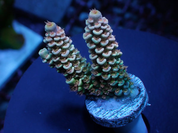 【単品販売】Indo Acro Tenuis-Golden Hive Tenuis- No.430