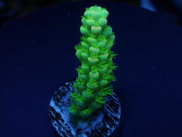 【単品販売】Indo Acro Tenuis-Special/Orange Tip Tenuis- No.440