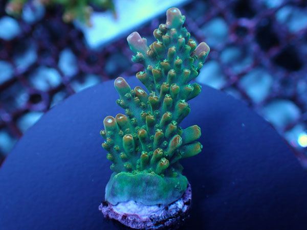 UC Rainbow Loom-Urocoral- No.444
