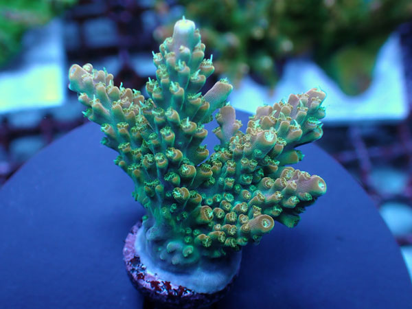 UC Rainbow Loom-Urocoral- No.445