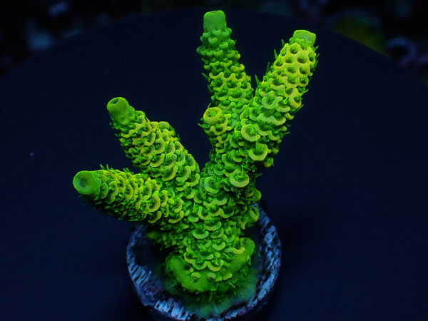 Acro Millepora-Milly-  No.403