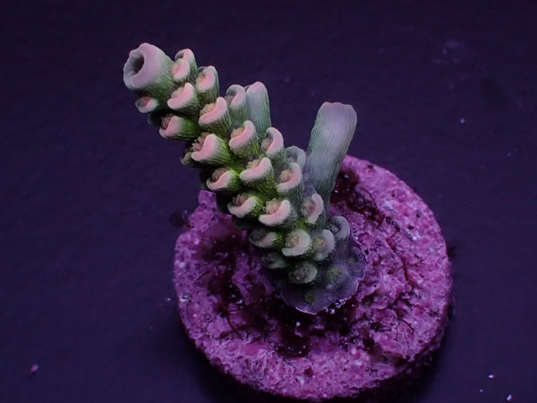 Acro Tenuis-Indo Special-  No.414