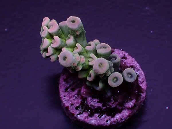 Acro Tenuis-Indo Special-  No.415