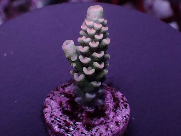 Acro Tenuis-Indo Special-  No.416