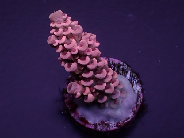 Acro Tenuis-Indo Red Tenuis-  No.424
