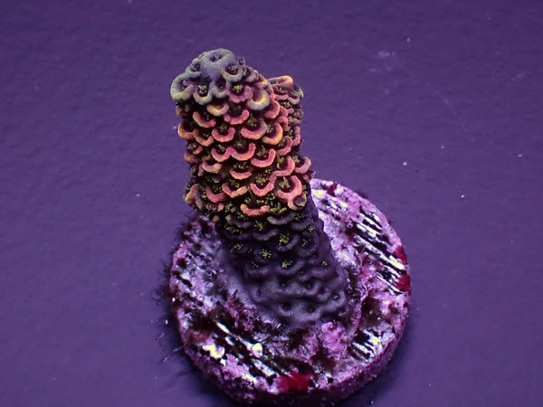 Acro Millepora-Rainbow Milly-  No.425