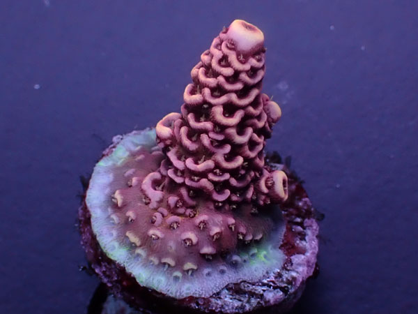 Acro Millepora-Pink Milly-  No.432
