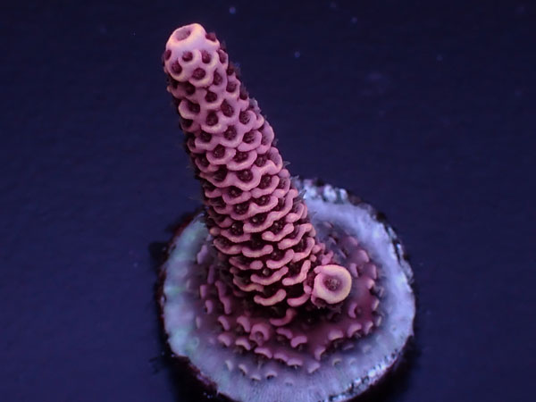 Acro Millepora-Pink Milly-  No.436