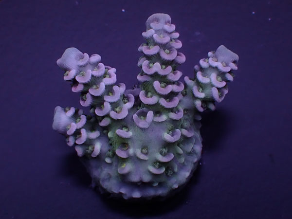 Acro Tenuis-High grade Tenuis-  No.440