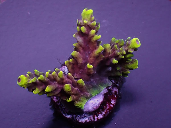 Uro Coral Orange County  No.444