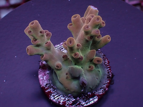 Acro Sp.-Aussie Pink-  No.455