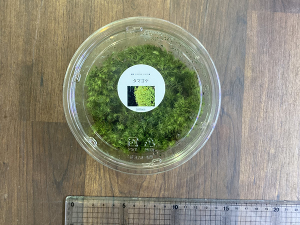 SIM Farm タマゴケ Lサイズ