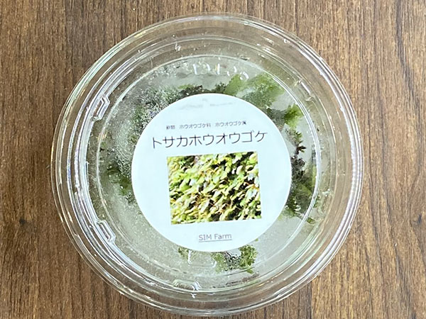 SIM Farm トサカホウオウゴケ Sサイズ