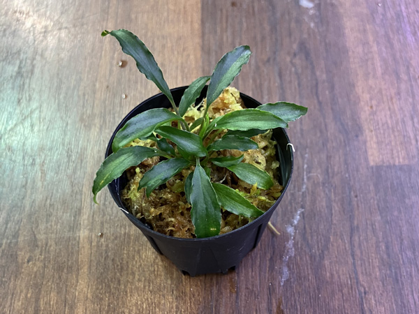 Homalomena siberut Sumatera[LA0212-00]