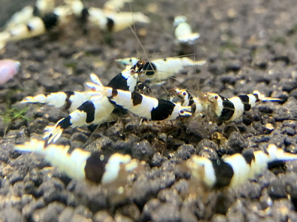 ブラックビーシュリンプ 10匹