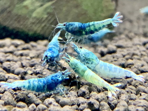 ターコイズシュリンプ 10匹