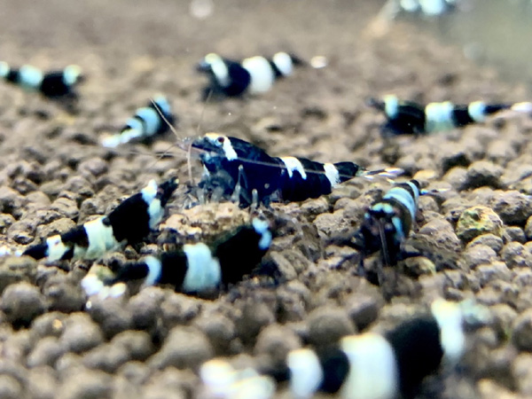 ブラックシャドーシュリンプ 10匹