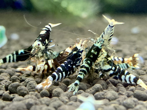 ブラックファンシータイガーシュリンプ 10匹