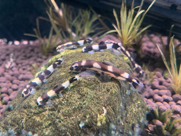 パンダシャークローチ 1匹