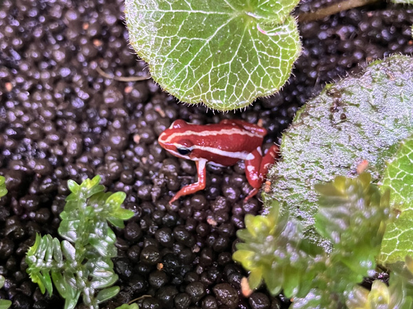ミイロヤドクガエル サンタイザベラ アクアテイラーズ オンラインショップ
